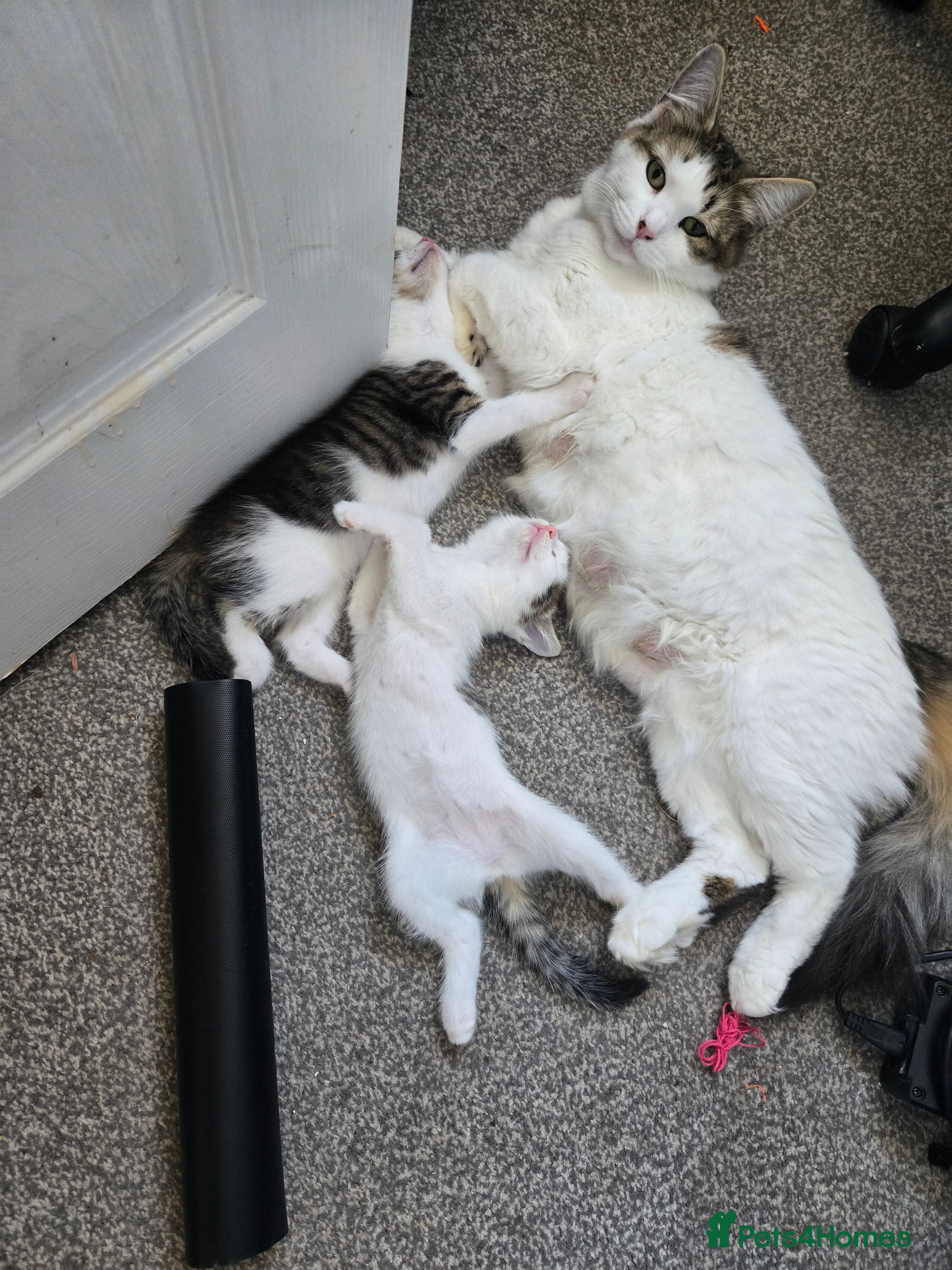 Mixed Breed cats 🐾 6 Adorable Kittens Looking for Loving Homes 🐾 - Advert 1