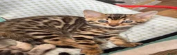 Bengal cats for sale: BEAUTIFUL BABY BENGALS FOR SALE  - Advert 12