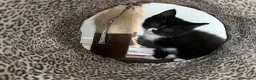 Mixed Breed cats for sale: Mixed breed male kitten  - Advert 5