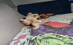 Mixed Breed dogs for sale: Male pup  - Image 2