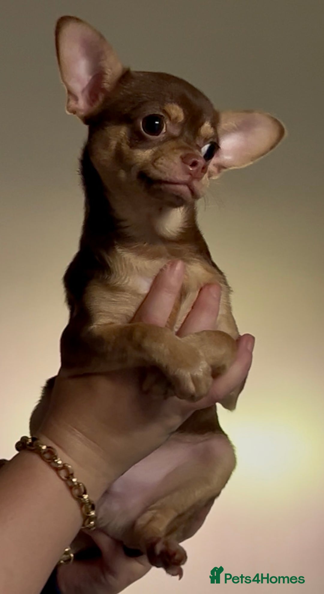 Chihuahua dogs for sale: Chihuahua 2 boys pups - Image 8