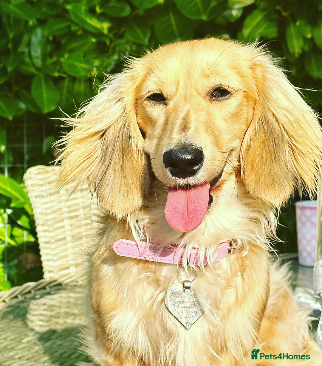 Miniature Dachshund dogs for sale: ⭐️⭐️⭐️⭐️⭐️ 5 star licensed breeder waiting list - Advert 15