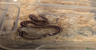 Corn Snake reptiles - Advert 11