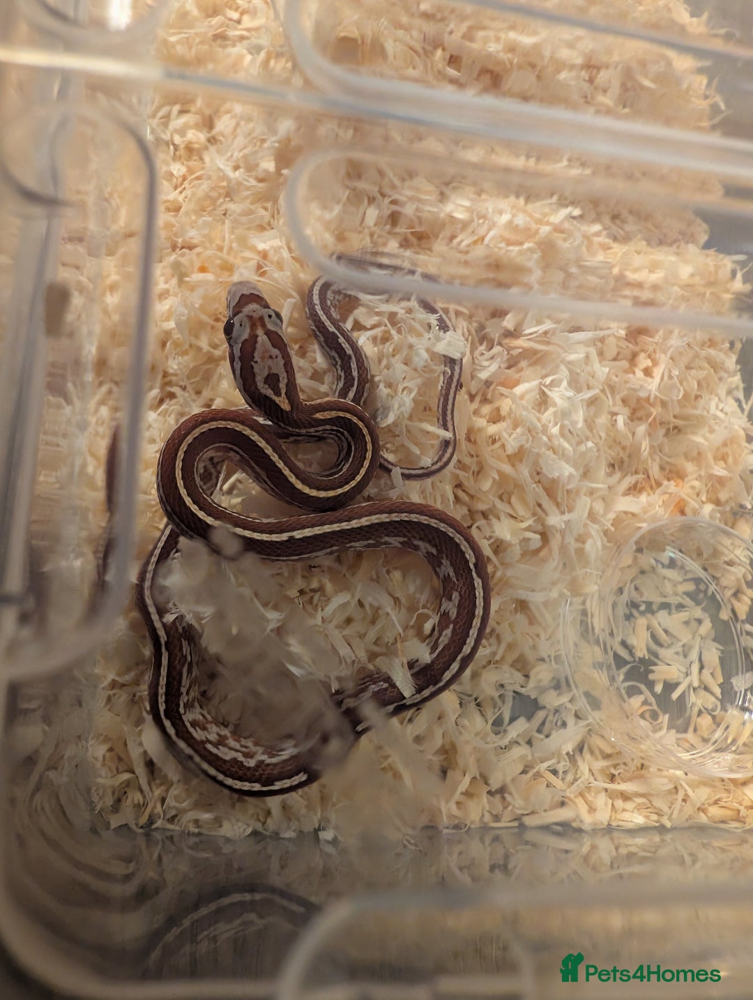 Corn Snake reptiles for sale: Yellow, Orange, Pink, Patterned Baby Corn Snakes - Image 3