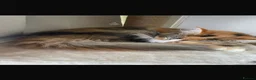 Maine Coon cats for sale: Stunning Maine Coon Female for Sale in Maidenhead - Advert 4