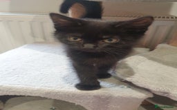 Mixed Breed cats for sale: 2 female kittens to go together - Image 8