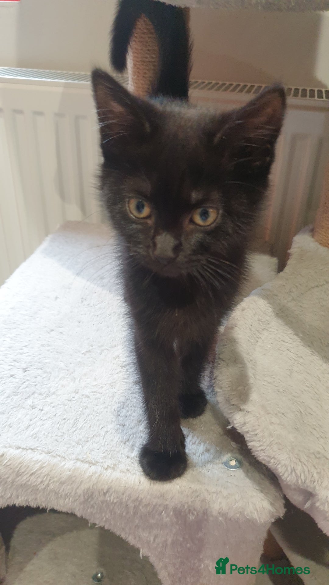 Mixed Breed cats for sale: 2 female kittens to go together - Image 8