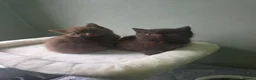 British Shorthair cats for sale: Our Beautiful British Shorthair Kittens - Advert 6