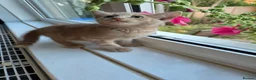 Mixed Breed cats for sale: Kittens looking for forever home. in Stowmarket - Advert 7