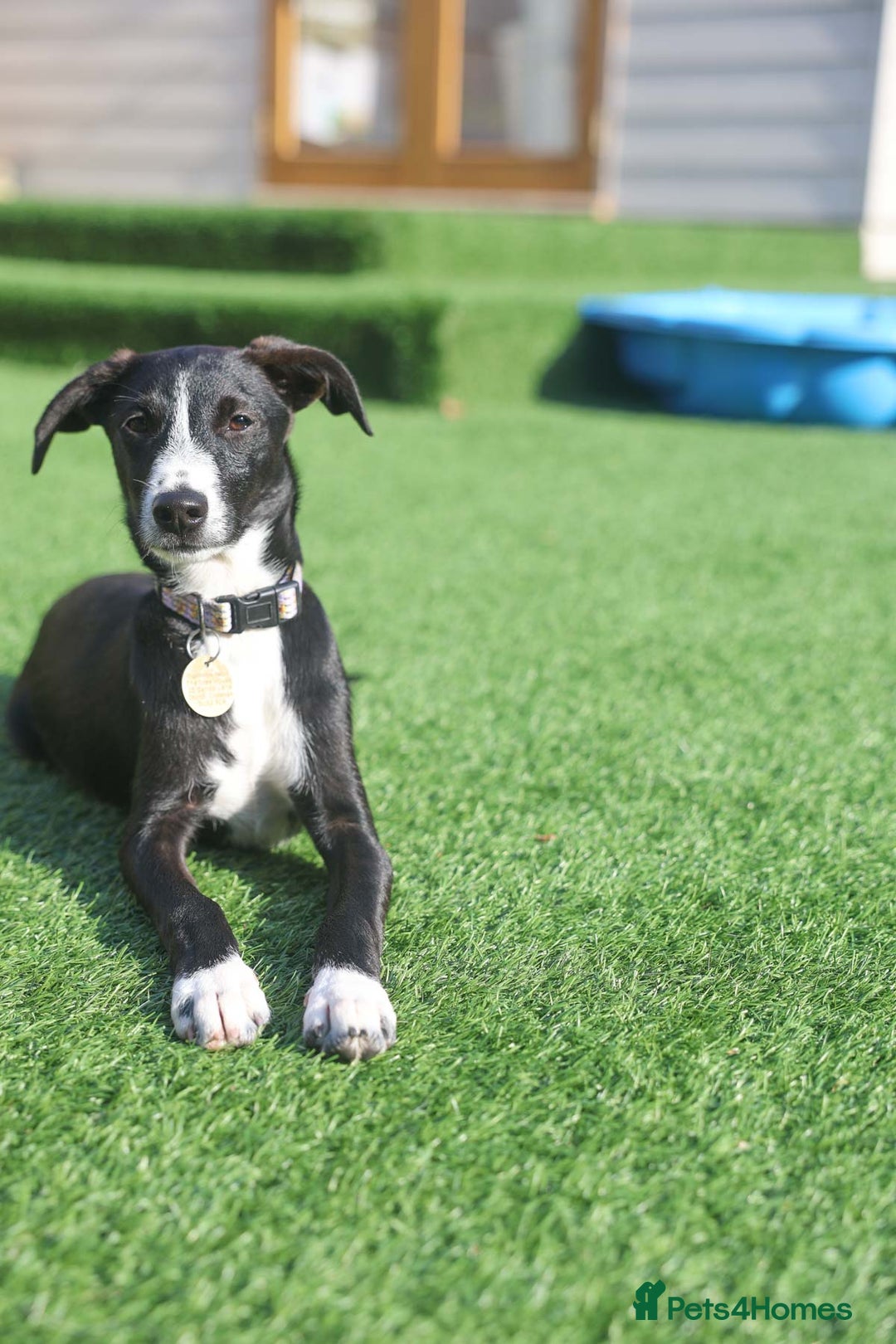 Mixed Breed dogs for adoption: Delightful Dolly - Image 21