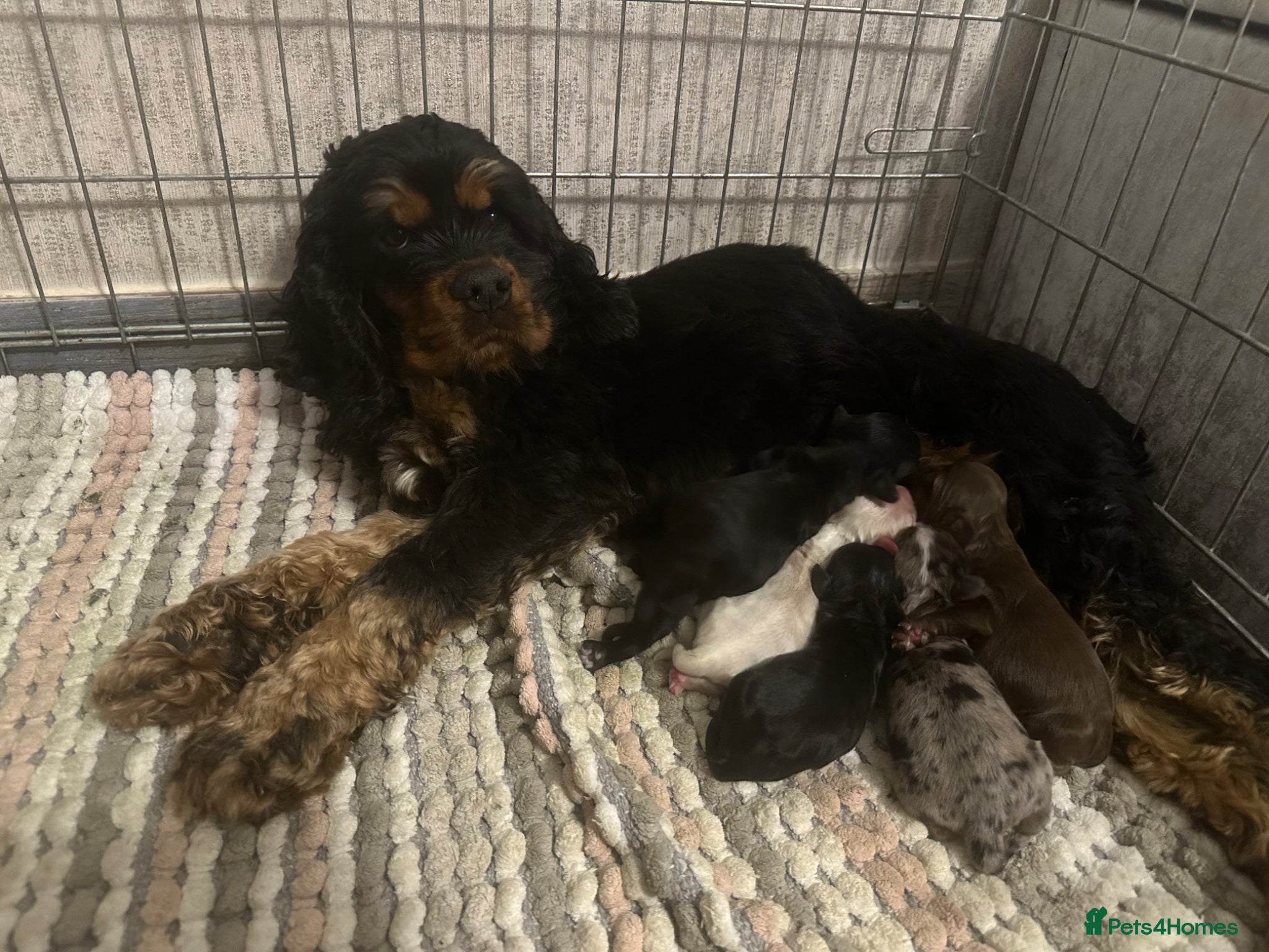 Mixed Breed dogs for sale: American Cocker Spaniel puppies - Advert 1