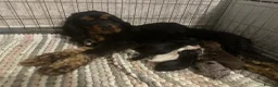 Mixed Breed dogs for sale: American Cocker Spaniel puppies in Brierley Hill - Advert 1