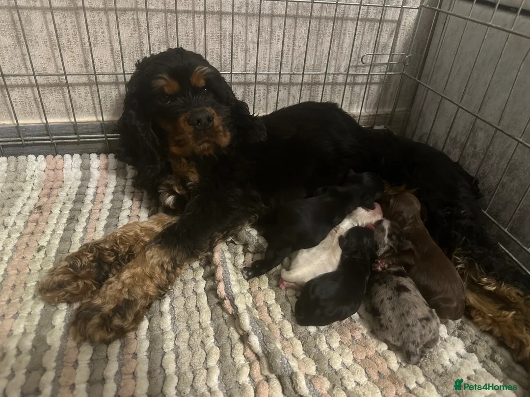 Mixed Breed dogs for sale: American Cocker Spaniel puppies in Brierley Hill - Advert 1
