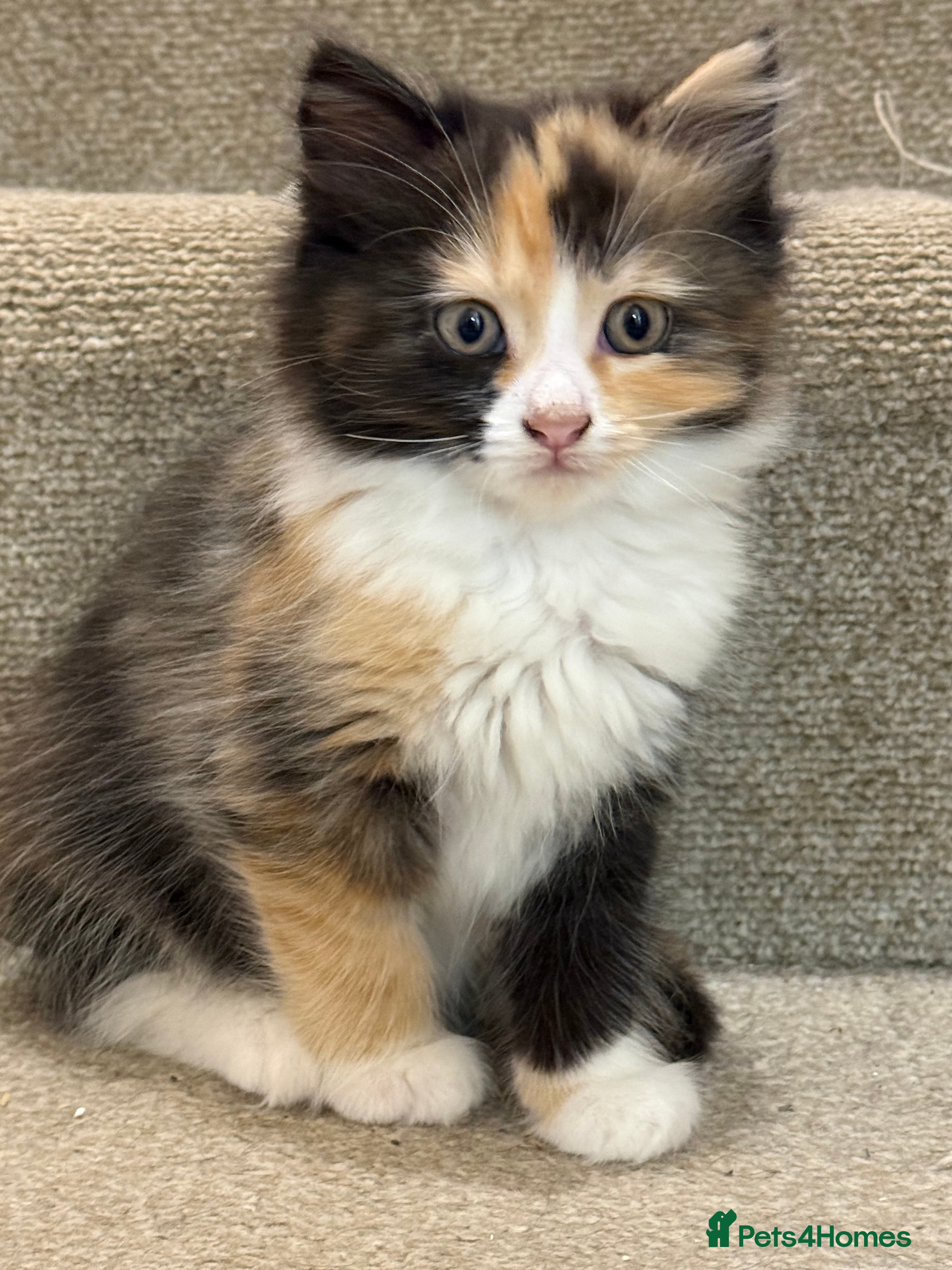 Mixed Breed cats Gorgeous kittens - Advert 1