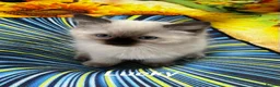 Ragdoll cats for sale: 🥰4 Beautiful Little Boys Looking Loving Homes ❤️✨ - Advert 36
