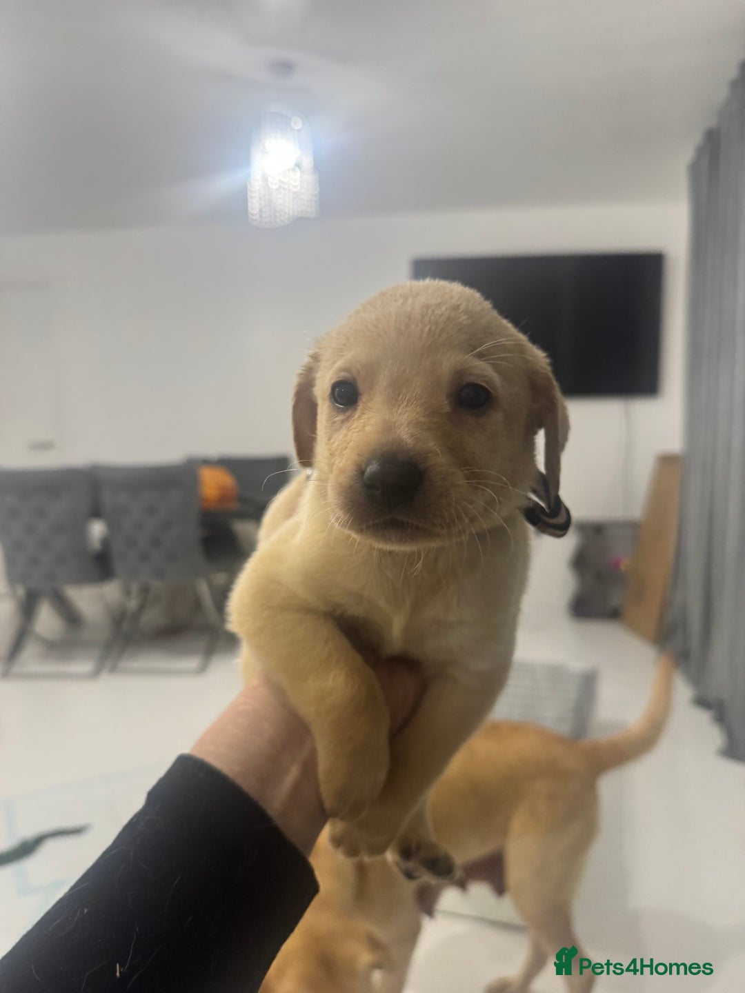 Labrador Retriever dogs for sale: Full breed Labrador retriever puppy’s  - Image 23