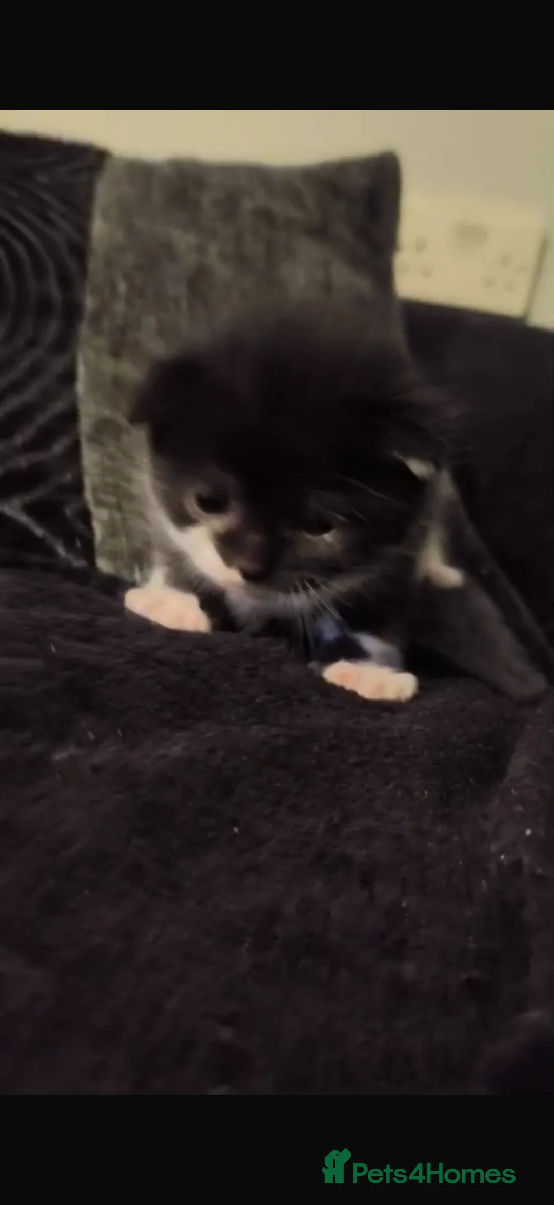 British Shorthair cats for sale: 3 beautiful kittens looking for forever homes - Advert 2