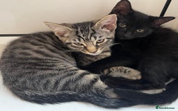 Mixed Breed cats for sale: Adorable Black🐈‍⬛ and Tabby🐈kittens😍 both £200 in Waltham Cross - Image 4