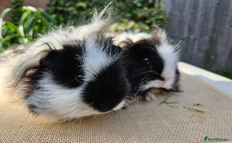 Guinea Pig rodents Bonded pairs of baby male guinea pigs - Advert 10
