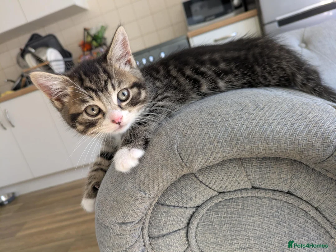 British Shorthair cats for sale: stunning BSH CROSS kittens - Advert 2
