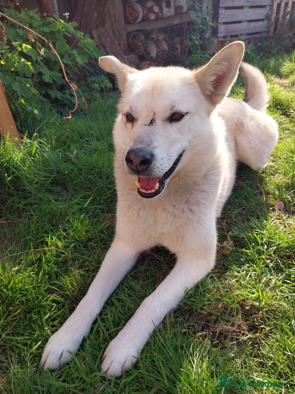 Mixed Breed dogs FIVOS An older Gent loving life - Advert 2