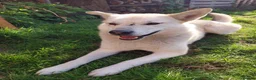 Mixed Breed dogs for adoption: FIVOS An older Gent loving life in Norwich - Advert 3