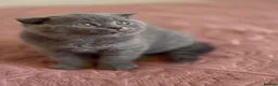Scottish Fold cats for sale: 3 lovely Scotish Fold kittens  - Advert 13