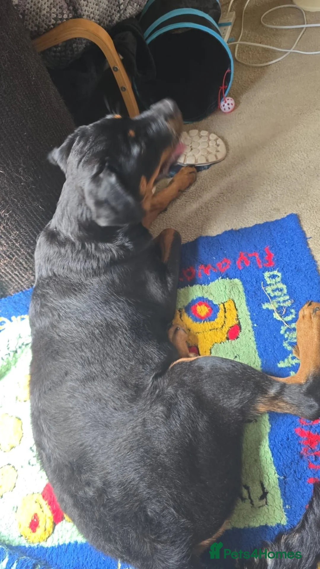 Rottweiler dogs for sale: Little girl looking for her forever home  - Advert 2
