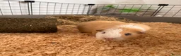 Guinea Pig rodents for sale: 2 male guinea pigs for rehoming  in Croydon - Advert 5