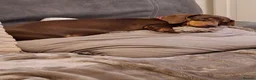 Miniature Dachshund dogs for sale: Chocolate tan Dachshund lady - Advert 6