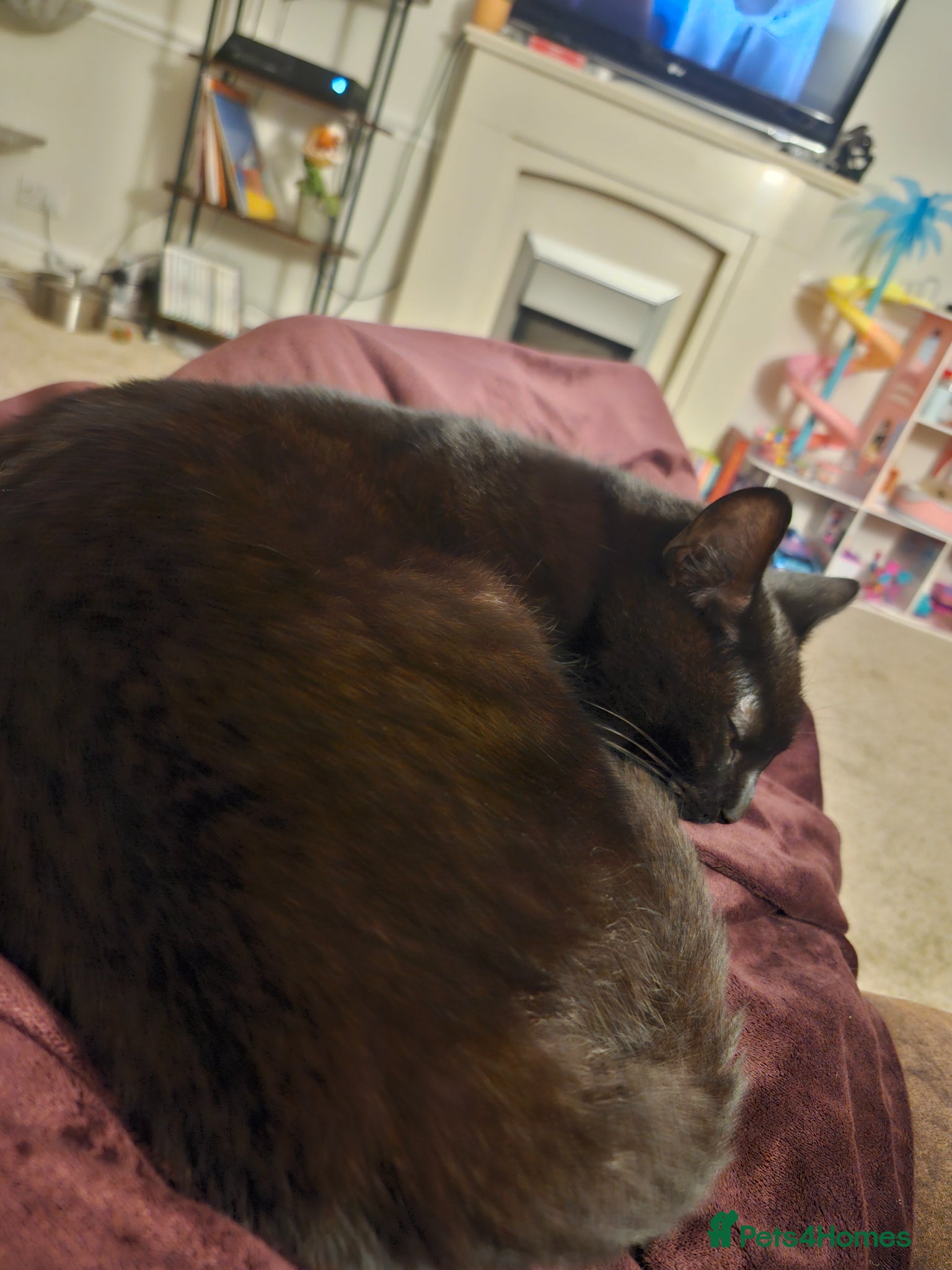 Mixed Breed cats for sale: Maeve- Cat - Advert 13