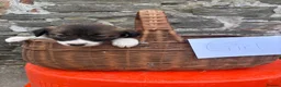 Border Collie dogs for sale: 6 border collie puppies  - Advert 7
