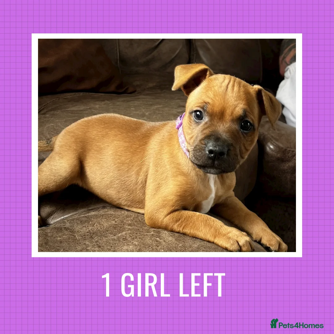 Staffordshire Bull Terrier dogs for sale: BEAUTIFUL RED STAFFORDSHIRE BULL TERRIER PUPPIES - Advert 1