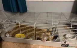 Guinea Pig rodents for sale: Male guiene pig.  - Image 2