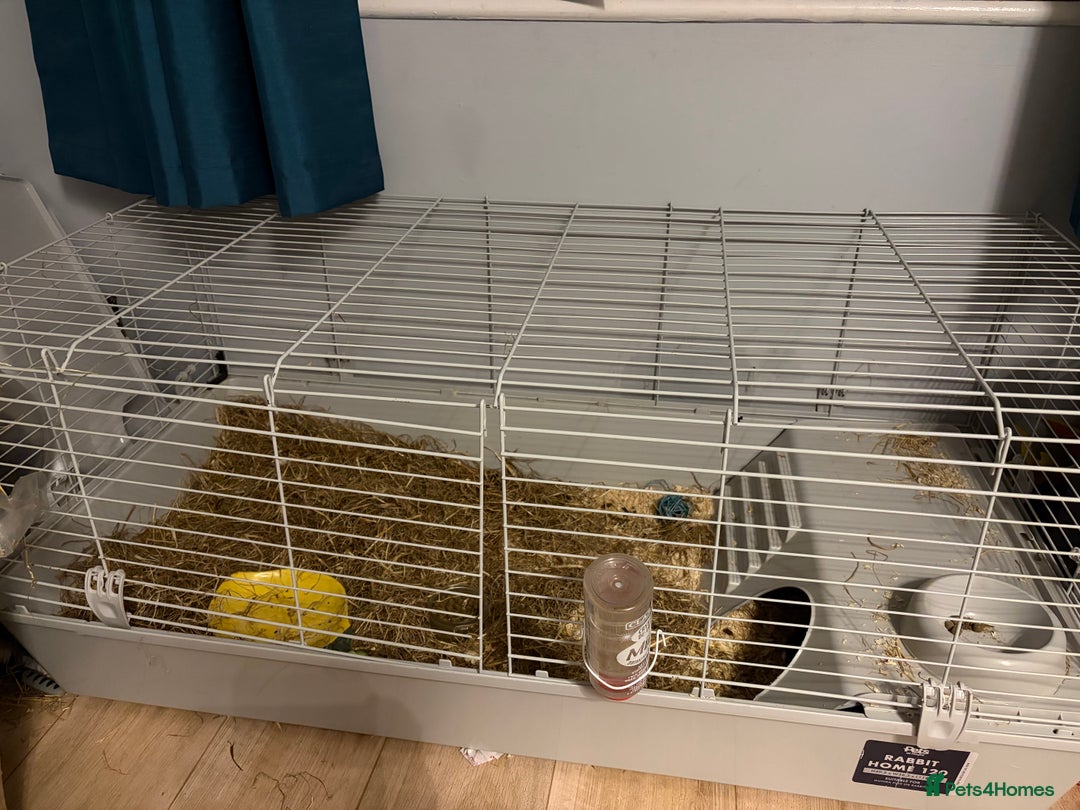 Guinea Pig rodents for sale: Male guiene pig.  - Image 2