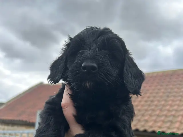 Labradoodle dogs Stunning F1B miniature labradoodles - Advert 2