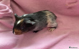 Guinea Pig rodents for sale: Gorgeous female guinea pigs  - Image 3