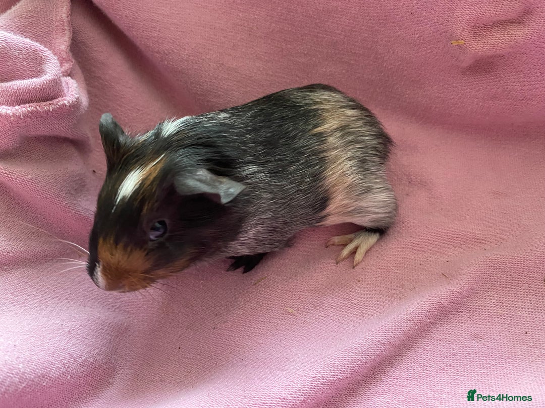 Guinea Pig rodents for sale: Gorgeous female guinea pigs  - Image 3