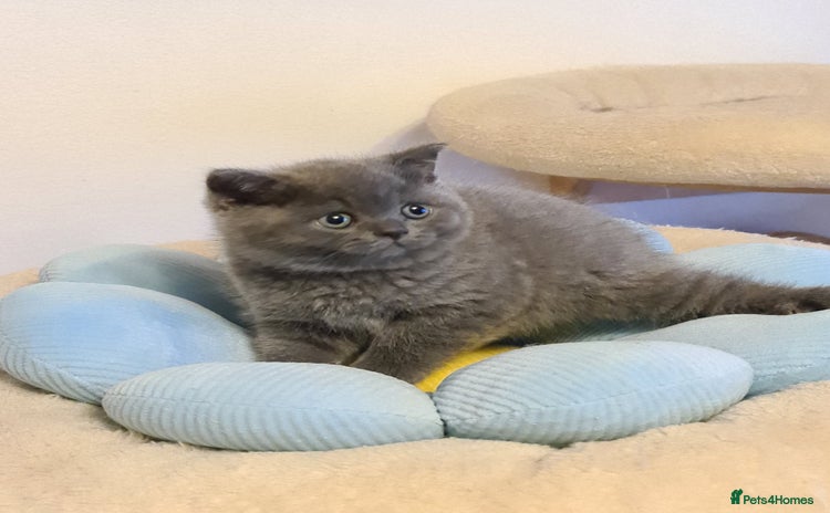 British Shorthair cats - Advert 12