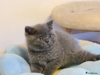 British Shorthair cats - Advert 6