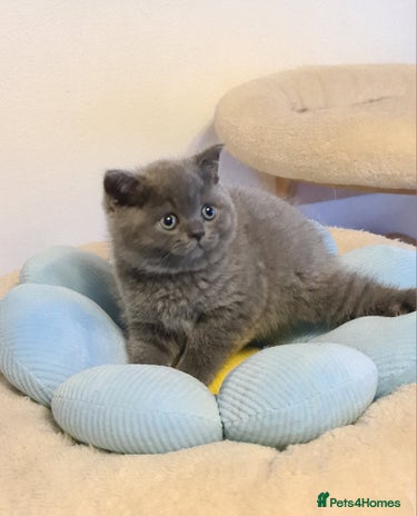 British Shorthair cats - Advert 12