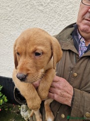 Labrador Retriever Puppy 6