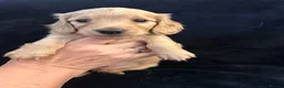 Miniature Dachshund dogs for sale: REDUCED READY TO GO! Ziggy last boy Long haired  - Advert 24