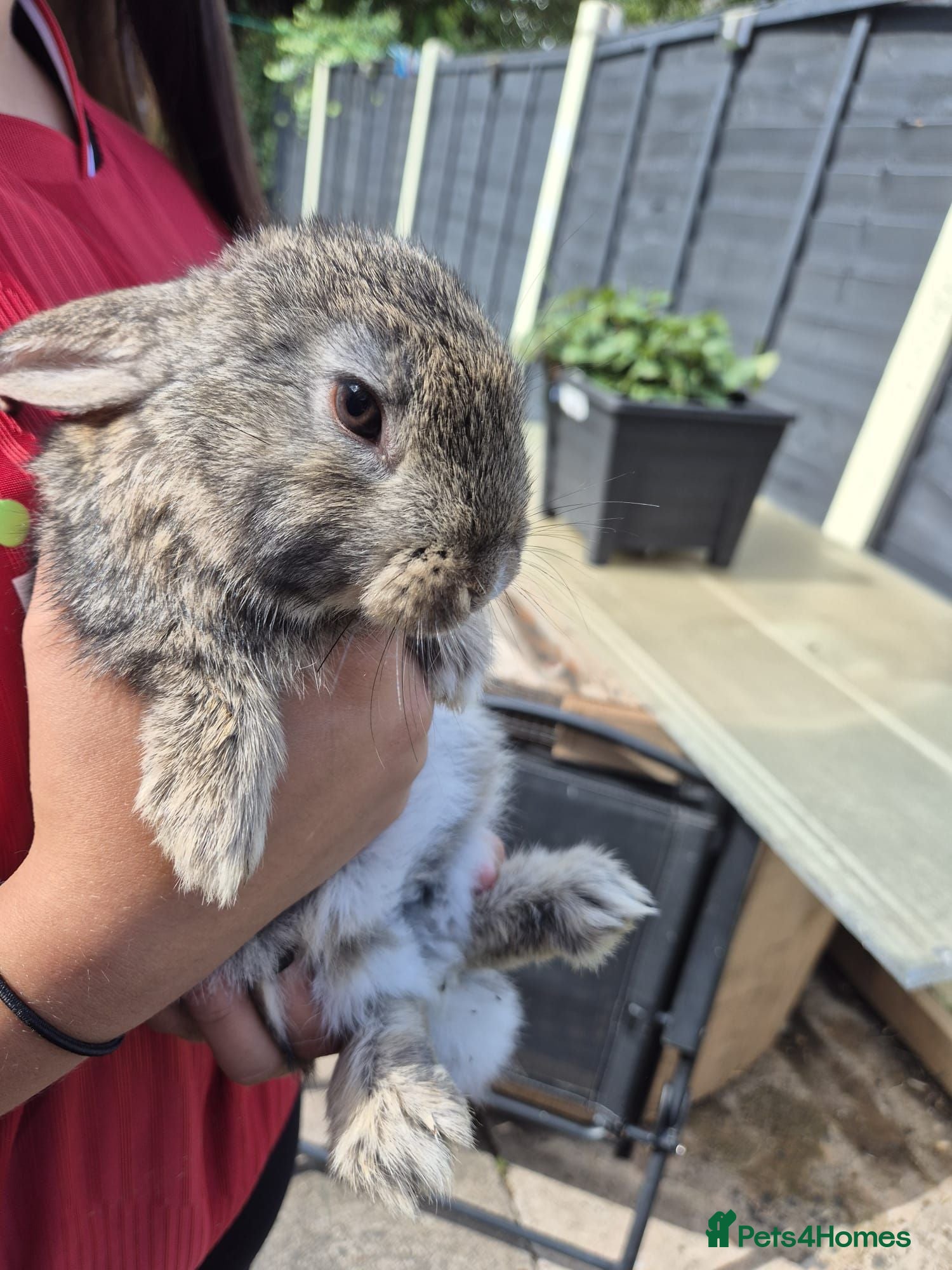 Mixed Breed rabbits 8 week old baby bunnies  - Advert 1