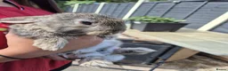 Mixed Breed rabbits for sale: 8 week old baby bunnies  - Advert 1