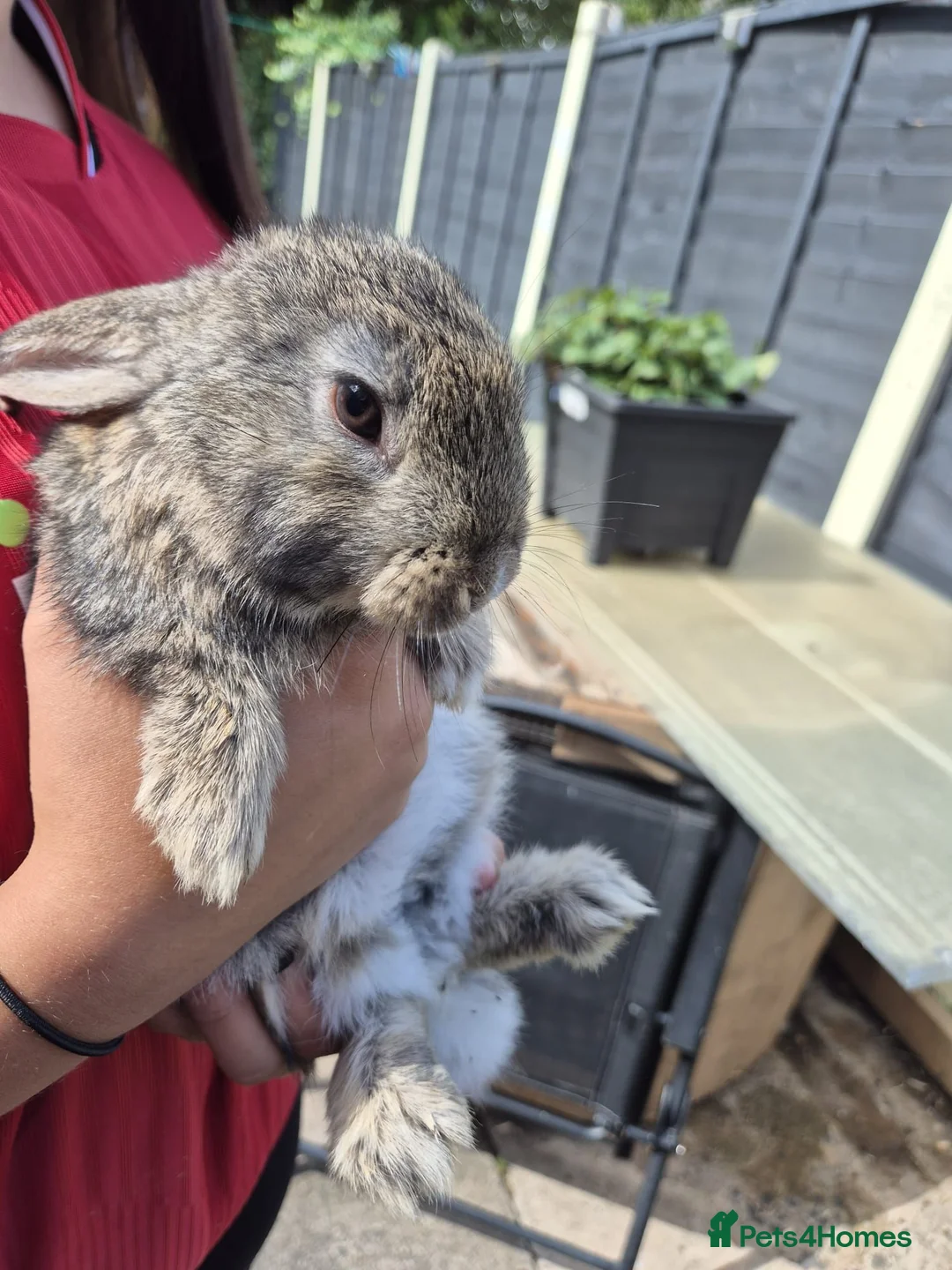 Mixed Breed rabbits for sale: 8 week old baby bunnies  - Advert 1