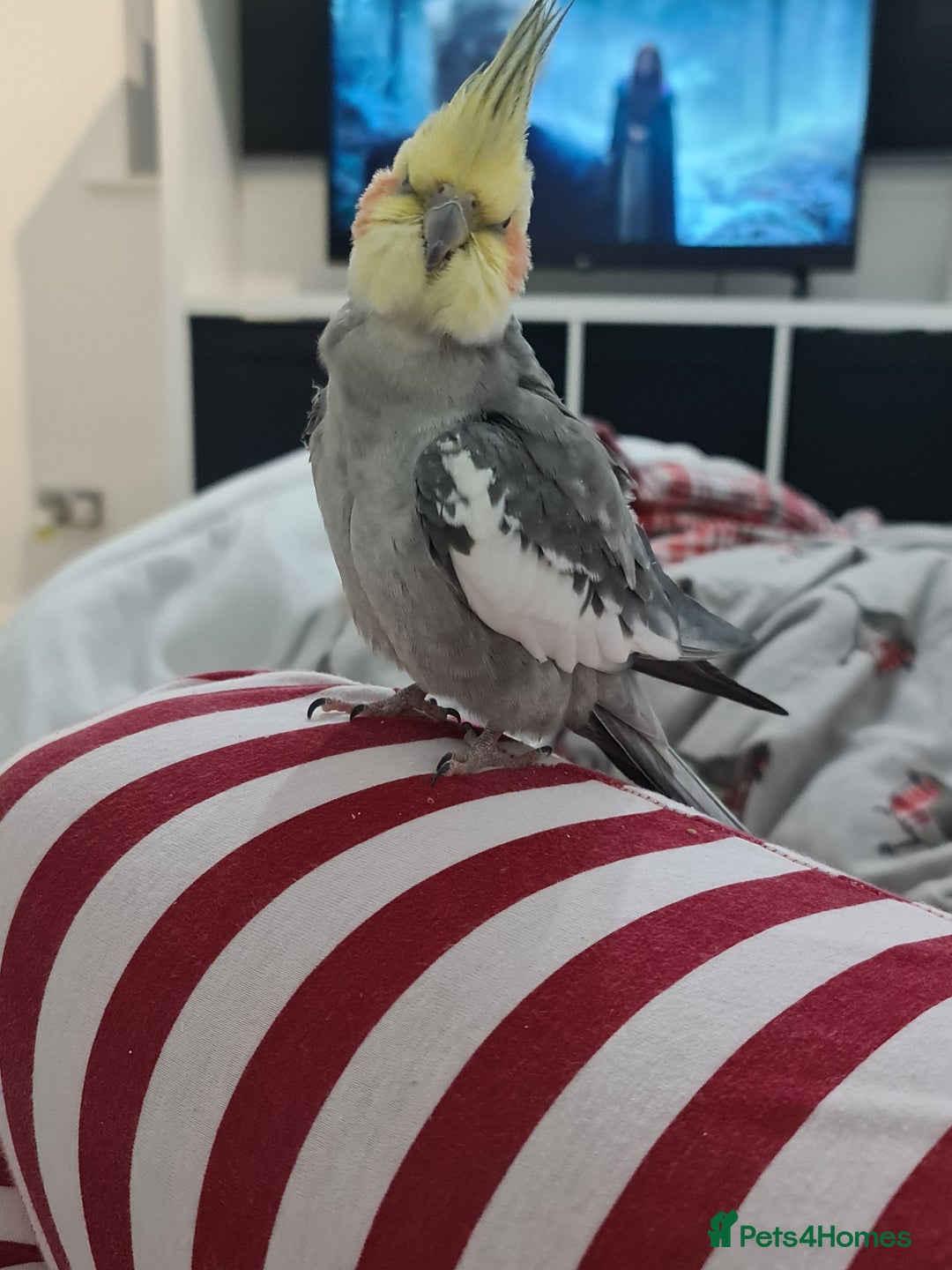 Cockatiels birds for sale: Hand feed couple  - Image 4