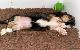 Lhasa Apso dogs for sale: Lhasa Apso Puppies – Tiny Tails, Big Hearts! - Image 7