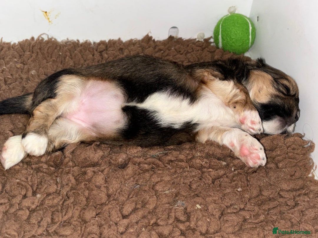 Lhasa Apso dogs for sale: Lhasa Apso Puppies – Tiny Tails, Big Hearts! - Image 7