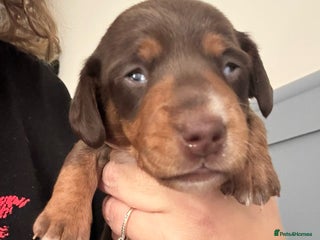 Miniature Dachshund dogs - Advert 23